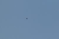 Milvus migrans