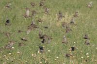 Sturnus vulgaris