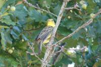 Emberiza citrinella