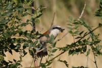 Lanius collurio