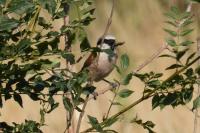 Lanius collurio