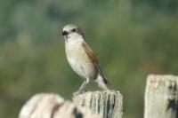 Lanius collurio