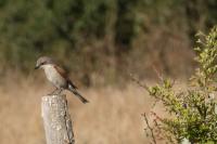 Lanius collurio