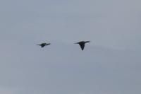 Phalacrocorax carbo