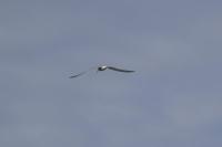 Sterna hirundo