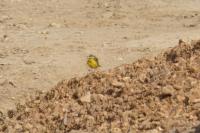 Motacilla flava