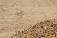 Motacilla flava