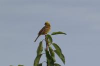 Emberiza citrinella