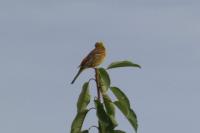 Emberiza citrinella