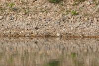 Charadrius dubius