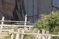 Athene noctua