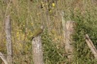 Picus viridis