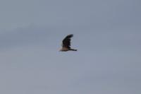 Milvus migrans