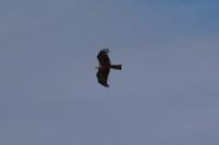 Milvus migrans
