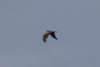 Milvus migrans