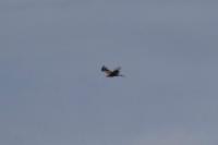Milvus migrans