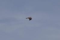 Milvus migrans
