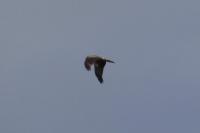 Milvus migrans