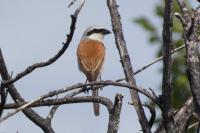 Lanius collurio