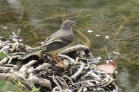 Motacilla cinerea