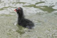 Gallinula chloropus