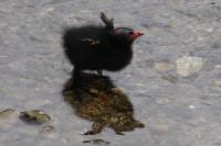 Gallinula chloropus