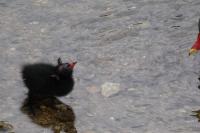 Gallinula chloropus