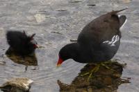 Gallinula chloropus