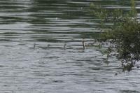 Podiceps cristatus