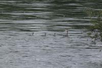 Podiceps cristatus