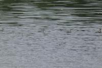 Podiceps cristatus