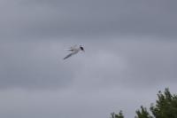 Sterna hirundo