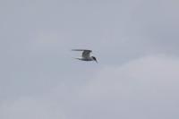 Sterna hirundo