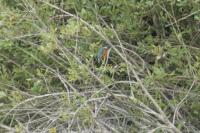 Alcedo atthis