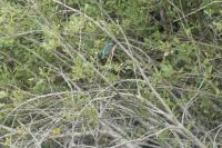 Alcedo atthis