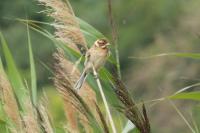 Emberiza schoeniclus