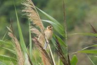 Emberiza schoeniclus