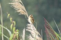 Emberiza schoeniclus