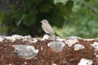 Muscicapa striata