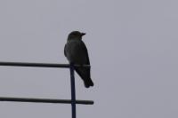 Muscicapa striata