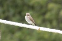 Muscicapa striata