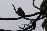 Muscicapa striata