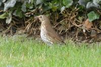 Turdus philomelos
