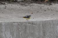 Motacilla cinerea