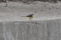 Motacilla cinerea