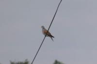Streptopelia turtur