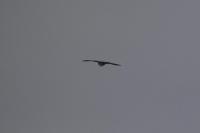 Streptopelia turtur