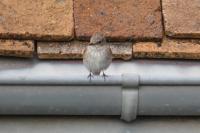 Muscicapa striata