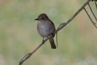 Muscicapa striata