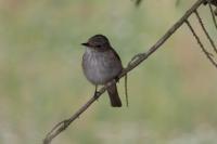Muscicapa striata